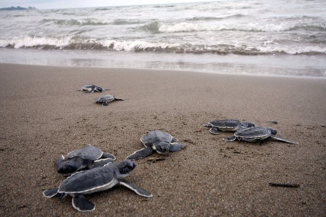 Preserving Baby Sea Turtles And Filling You With Energy In Bioluminescent Lights - Knowledgeable Guide Enhances the Experience