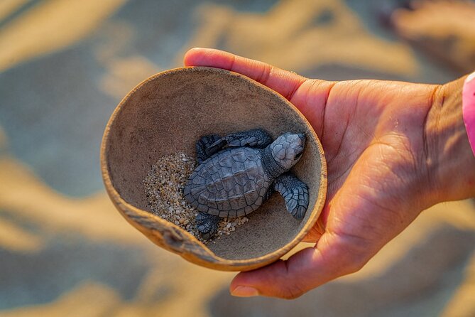 Preserving Baby Sea Turtles And Filling You With Energy In Bioluminescent Lights - Accessibility and Participation Details