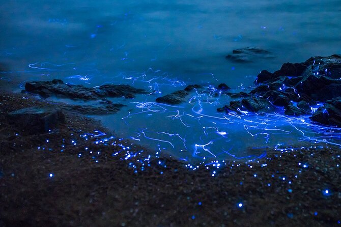 Preserving Baby Sea Turtles And Filling You With Energy In Bioluminescent Lights - Past Travelers Positive Feedback