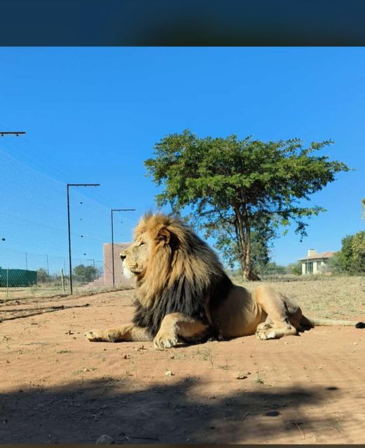 Pretoria: Lion and Cheetah Sanctuary Game Drive - Key Points