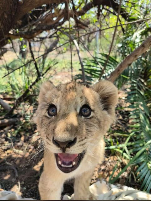 Pretoria: Lion and Cheetah Sanctuary Game Drive - Activity Details