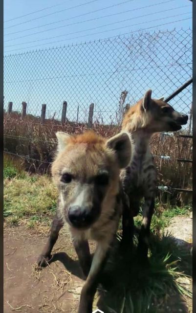 Pretoria: Lion and Cheetah Sanctuary Game Drive - Feeding the Lions and Cheetahs