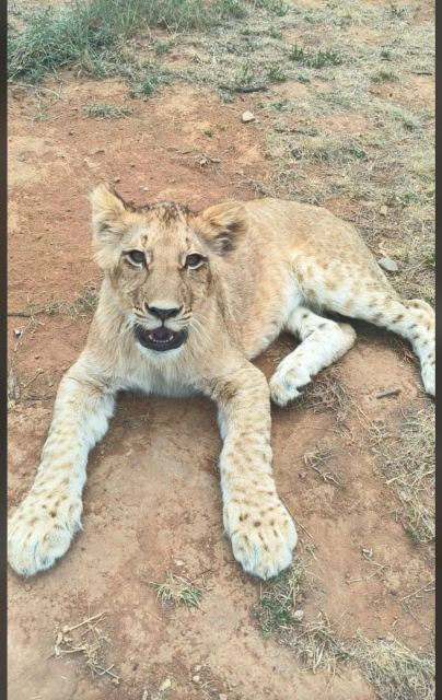 Pretoria: Lion and Cheetah Sanctuary Game Drive - Frequently Asked Questions