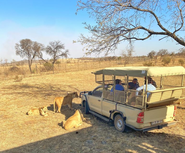 Pretoria: Pretoria City and Lion Park Tour - Lion Park Game Drive