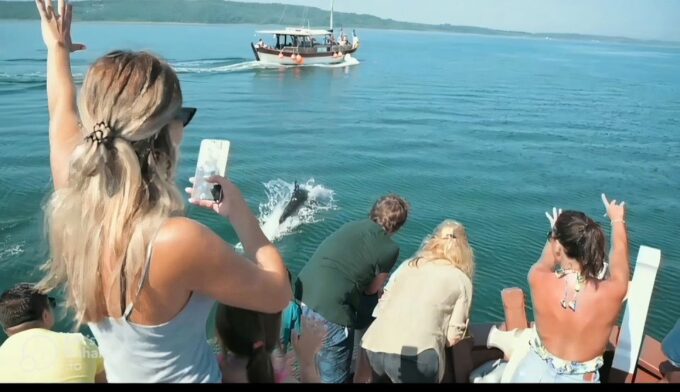 Preveza: Dolphin Watching Cruise With Lunch and Drinks - Pricing and Duration