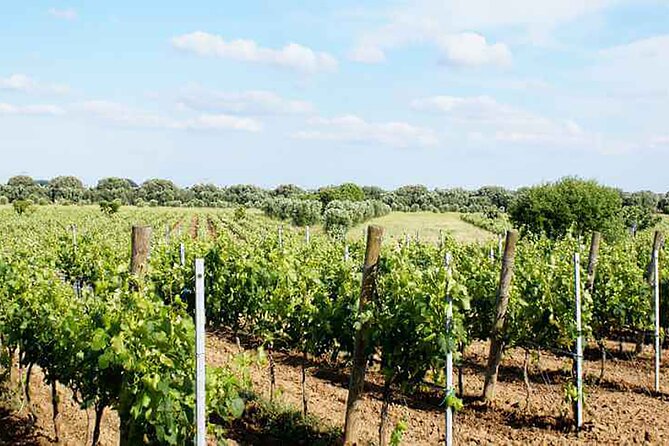 Primitivo and Negroamaro Wine Tour: a Visit to Two Wineries and Typical Lunch. From Lecce - Traveler Feedback