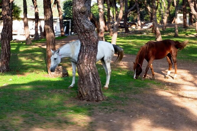 Princes Island Tour From Istanbul With Lunch - Group Size and Cancellation