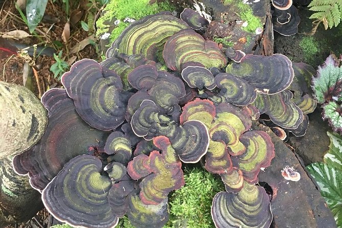 Princeville Botanical Gardens Tour and Chocolate Tasting Ticket - Recommendations for the Tour