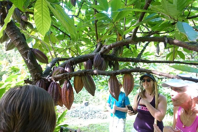 Princeville Botanical Gardens Tour and Chocolate Tasting Ticket - Plants, Flowers, and Elevations