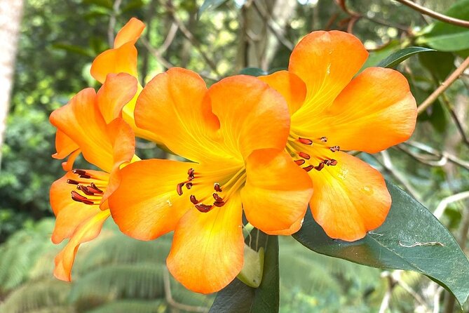 Princeville Botanical Gardens Tour and Chocolate Tasting Ticket - Chocolate-Making Process