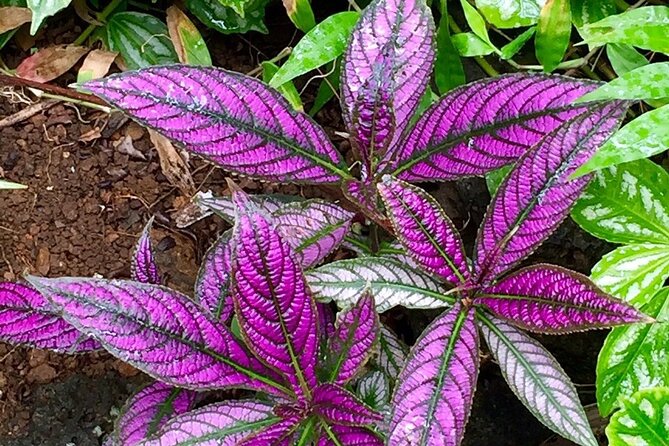 Princeville Botanical Gardens Tour and Chocolate Tasting Ticket - Amenities and Inclusions
