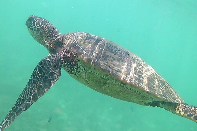 Princeville - Snorkeling Shore Excursion - Excursion Reviews