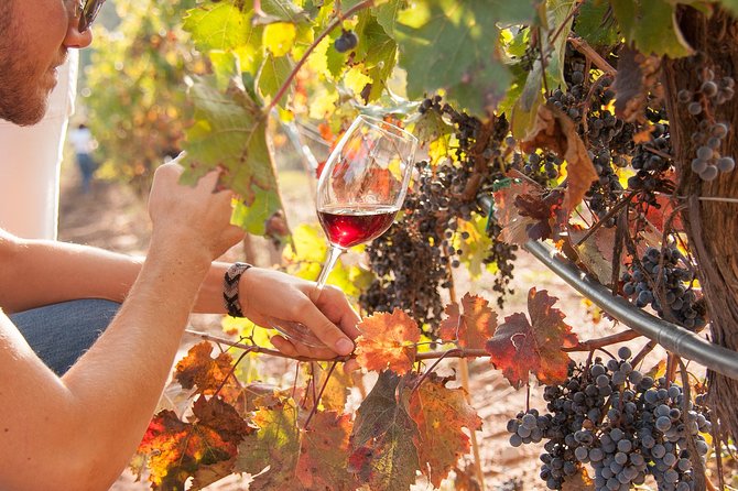 Priorat & Wine Private Tour From Barcelona - Exploring Priorat Region
