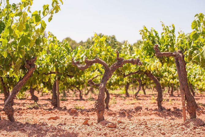 Priorat & Wine Private Tour From Barcelona - Important Tour Information