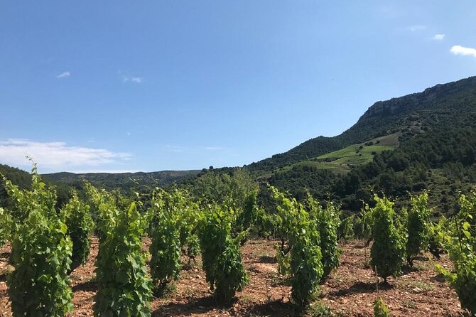 Priorat Wine Tasting Tour From Salou With Hotel Pickup - Logistics and Accessibility