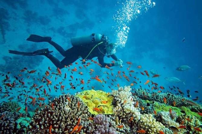 Prison Island Half-Day Tour From Zanzibar - Additional Costs and Inclusions