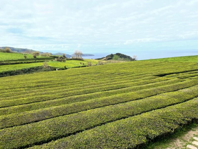 Privat Van Tour Furnas Valley, Gorreana Tea – Islands Gems - Tour Inclusions