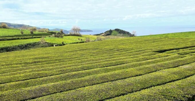 Privat Van Tour Furnas Valley, Gorreana Tea – Islands Gems - Customer Feedback