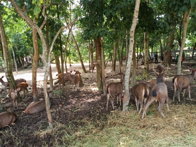 Private 01 Day Trip to Buddha Kiri and Zoological Park Tamao - Booking and Flexibility