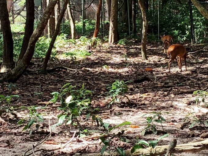 Private 01 Day Trip to Buddha Kiri and Zoological Park Tamao - Frequently Asked Questions