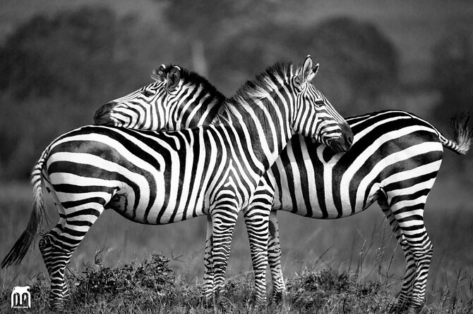 Private 1 Day Akagera Big Five Safari With Pick up and Lunch. - Private Tour Highlights
