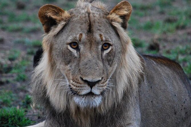 Private 1 Day Akagera Big Five Safari With Pick up and Lunch. - Akagera National Park