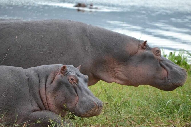 Private 1 Day Akagera Big Five Safari With Pick up and Lunch. - Safari Experience