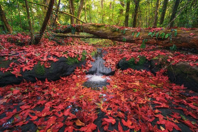 Private 1 Day Tour to Nikko: Onsen, UNESCO Shrines and Nature - Visiting Kegon Falls