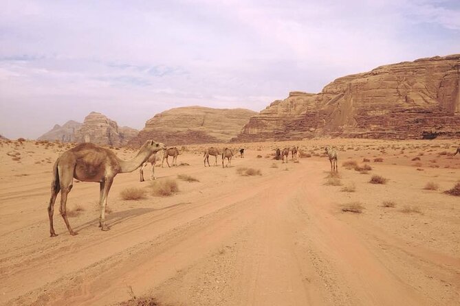 Private 1 Day Wadi Rum Desert Tour - Inclusions