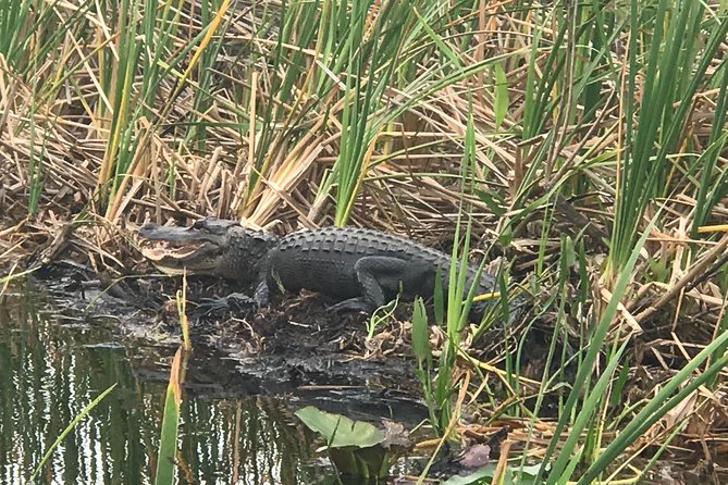 Private 1-Hour Airboat Tour of Miami Everglades - Whats Included
