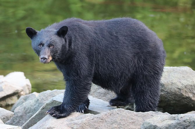 Private 2.5 Hour Potlatch Park, City & Wildlife Tour - Key Points
