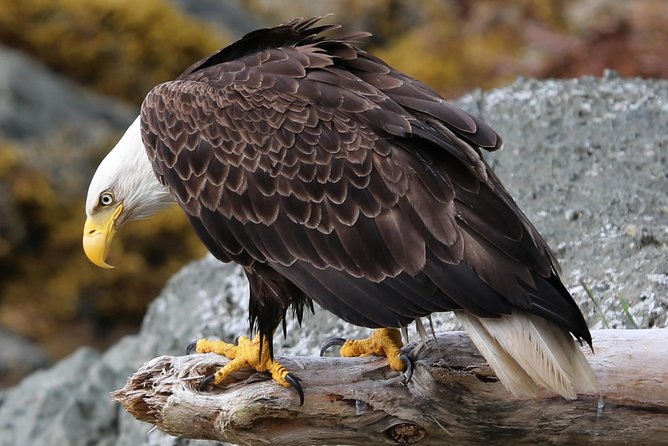 Private 2.5 Hour Potlatch Park, City & Wildlife Tour - Tlingit History and Culture