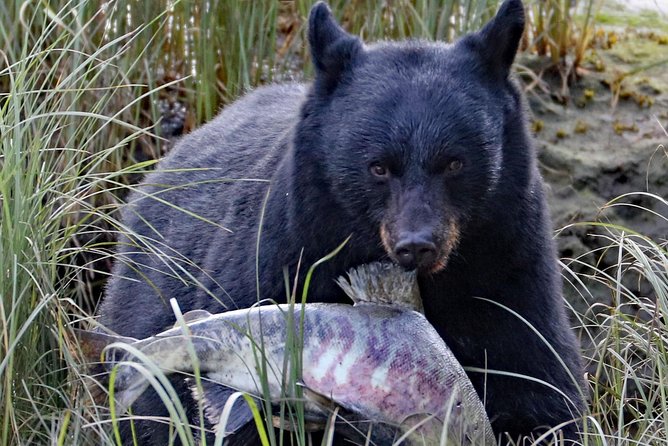 Private 2.5 Hour Potlatch Park, City & Wildlife Tour - Natural Landscape at Herring Cove