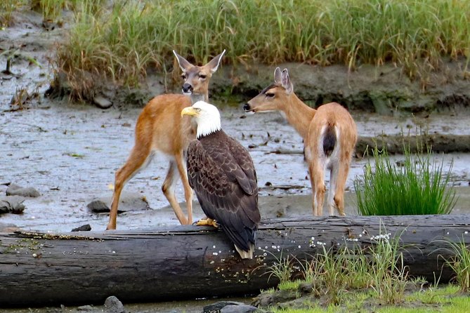 Private 2.5 Hour Potlatch Park, City & Wildlife Tour - Gratuities and Fees