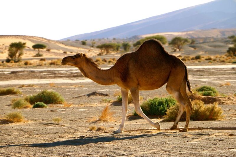Private 2-Day Camel Trekking With All Inclusive Luxury Camp - Included Meals and Activities