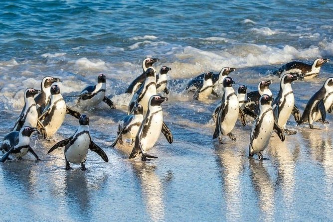 Private 2-Day Cape Town Highlights: Robben Island,Table Mountain Tickets & Wine - What to Expect