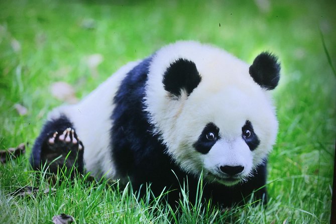Private 2-Day Chengdu and Xian Tour Review - Cancellation and Accessibility
