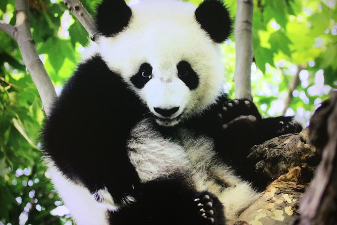 Private 2-Day Chengdu and Xian Tour Review - Exploring Chengdu