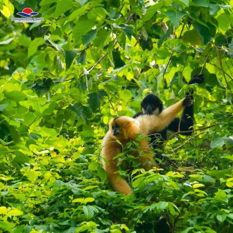 Private 2-Day Cuc Phuong National Park and Van Long Tour - Overnight Stay in Cuc Phuong Jungle