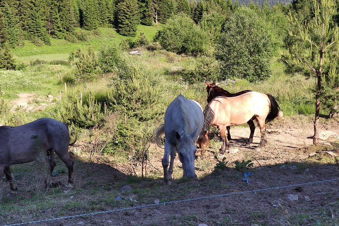 Private 2-Day Horseback Riding in Rhodope Mountains From Plovdiv - Horse Education and Safety