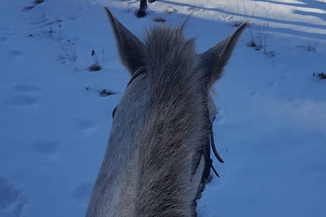 Private 2-Day Horseback Riding in Rhodope Mountains From Plovdiv - Customer Reviews