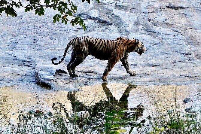 Private 2-Day Jaipur Tour With Ranthambore Safari - Health and Safety Considerations