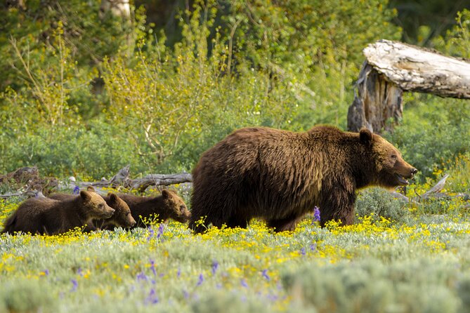 Private 2-Day Yellowstone Tour - Upper and Lower Loop - Upscale Picnic Lunches