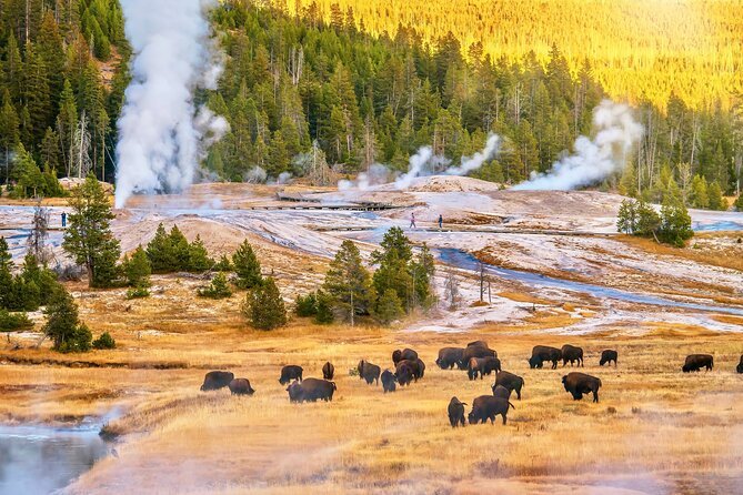 Private 2-Day Yellowstone Tour - Upper and Lower Loop - Professional-Grade Viewing Gear