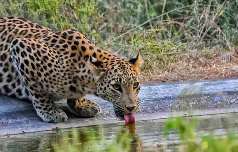 Private 2-Days Luxury Jaipur City Tour With Leopard Safari - Itinerary Day 2