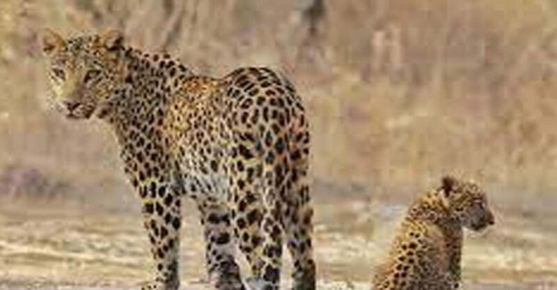 Private 2-Days Luxury Jaipur City Tour With Leopard Safari - Important Information