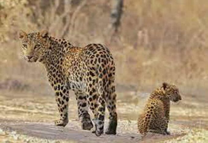 Private 2-Days Luxury Jaipur City Tour With Leopard Safari - Booking and Cancellation