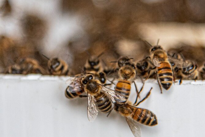 Private 2-Hour Beekeeping Classroom Tour in Honokaa - Important Information