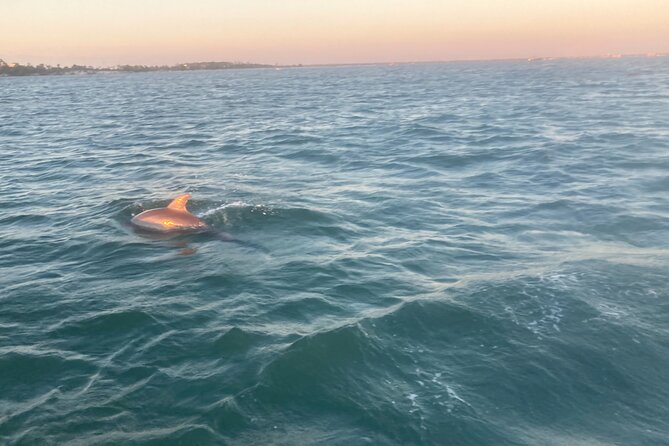 Private 2-Hour Dolphin and Sightseeing Tour - Itinerary and Highlights