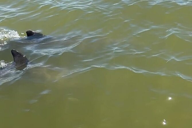Private 2 Hour Dolphin & Eco Tour Marco Island, FL - Preparing for Your Tour